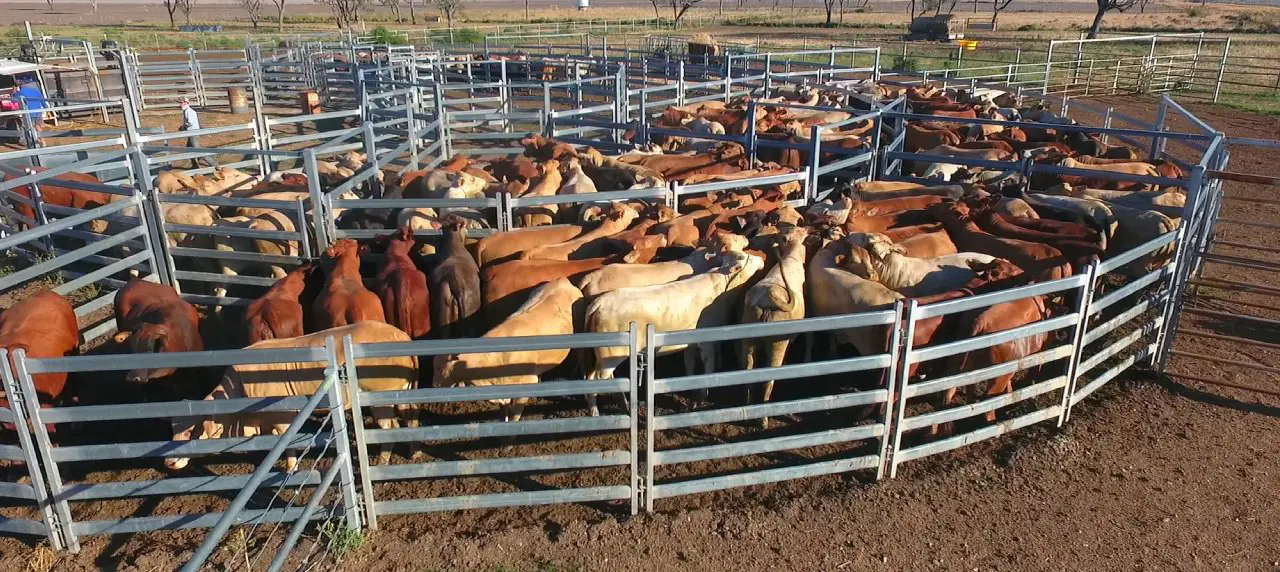 Cows in the cattle pen